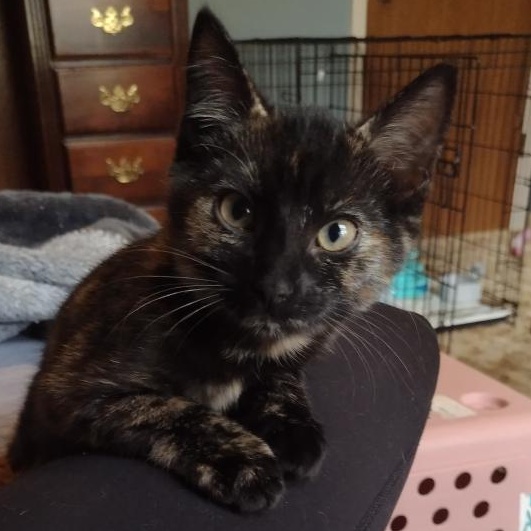 Enlarge Lucy, a Adoptable Tortoiseshell in Memphis, TN image 6/6