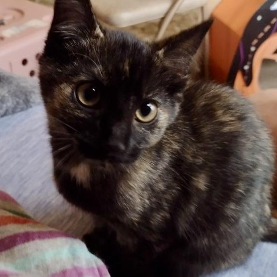 Enlarge Lucy, a Adoptable Tortoiseshell in Memphis, TN image 5/6