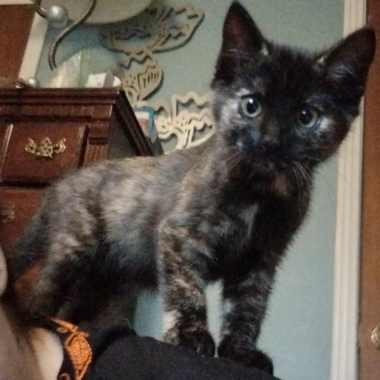 Enlarge Lucy, a Adoptable Tortoiseshell in Memphis, TN image 3/6