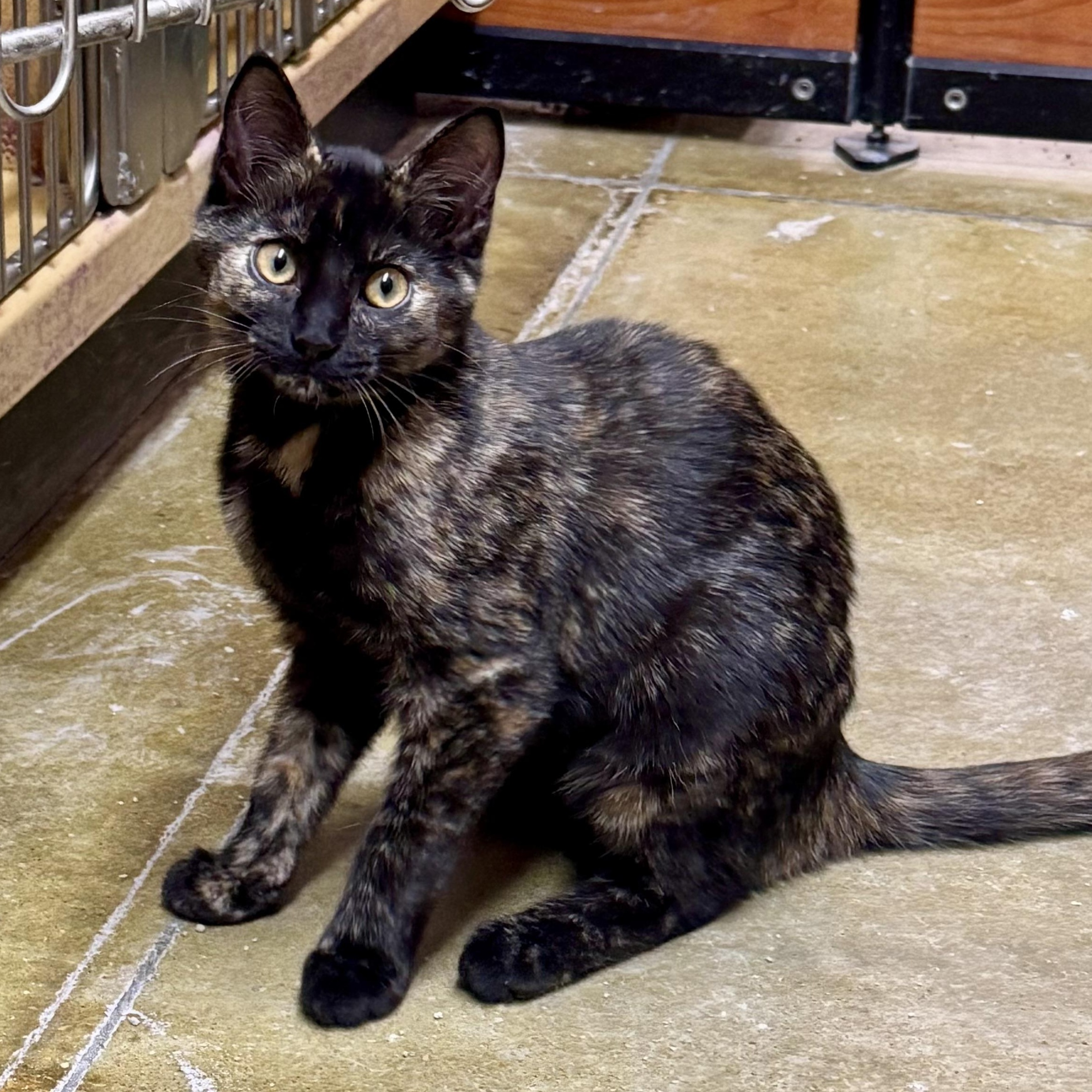 Lucy, Adoptable, Kitten Female Tortoiseshell.