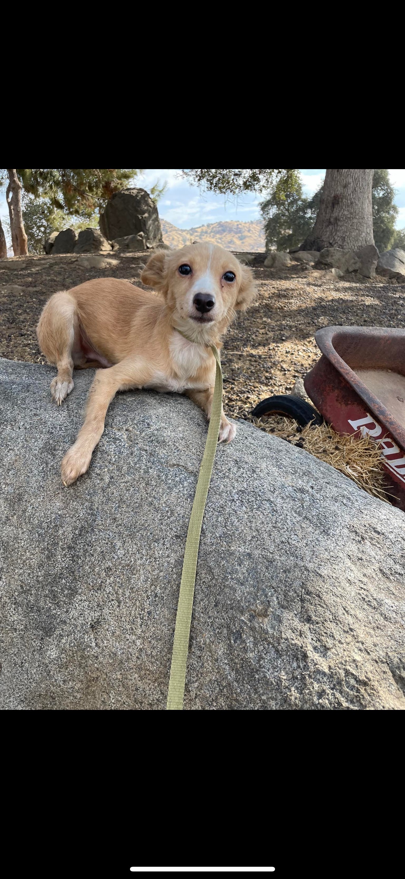 Enlarge Thor, a Adoptable Pomeranian in Fresno, CA image 4/5