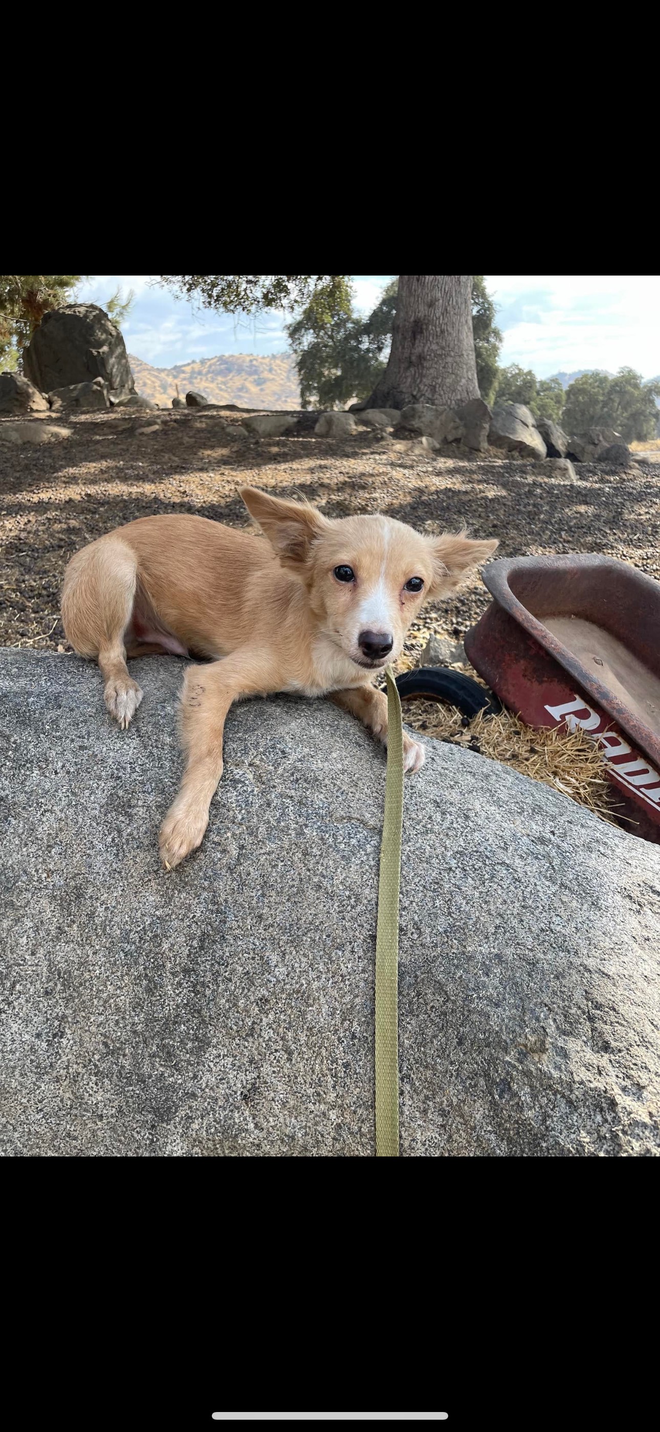 Enlarge Thor, a Adoptable Pomeranian in Fresno, CA image 3/5