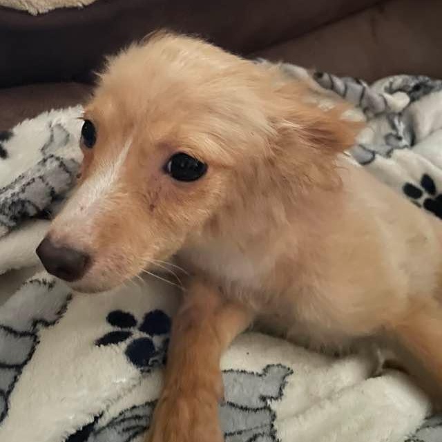 Thor, Young Male Pomeranian