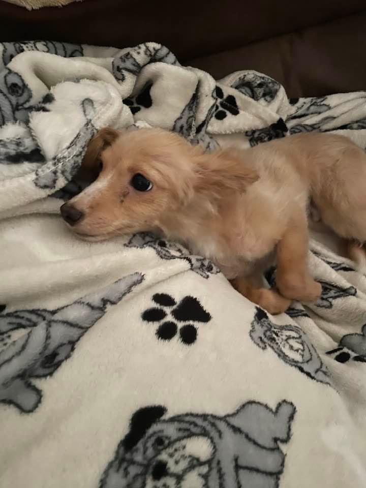 Enlarge Thor, a Adoptable Pomeranian in Fresno, CA image 5/5