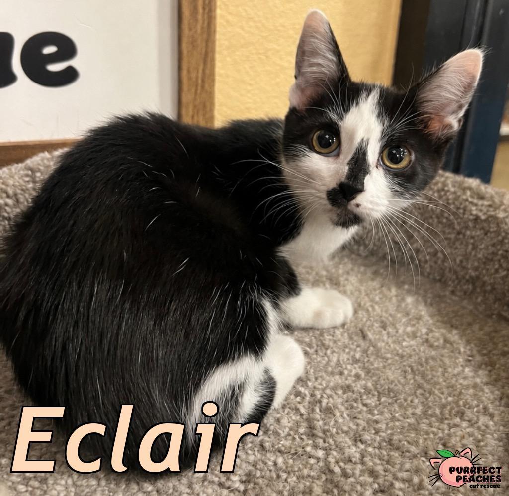 Enlarge Eclair, a Adoptable mixed breed in Douglasville, GA image 1/2