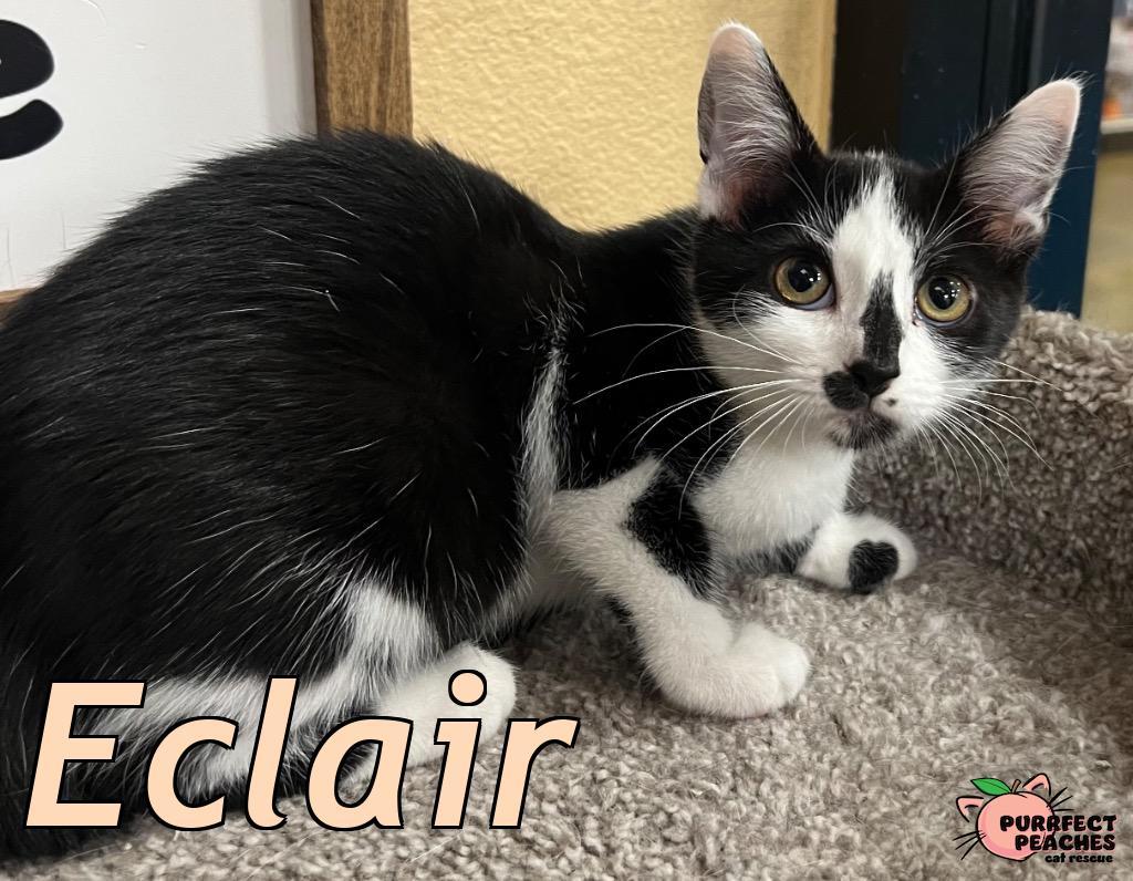 Enlarge Eclair, a Adoptable mixed breed in Douglasville, GA image 2/2