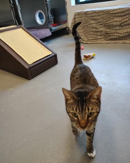 Lady May, Adoptable, Adult Female Domestic Short Hair & Domestic Short Hair.