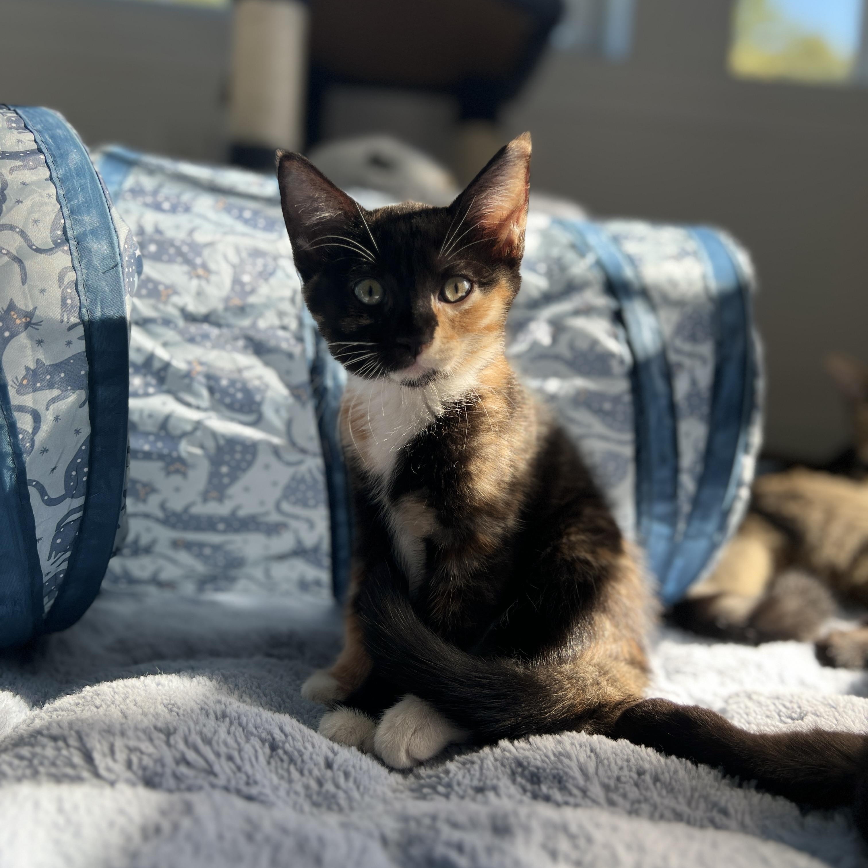 Enlarge Tori, a Adoptable Domestic Medium Hair in New Bern, NC image 1/6