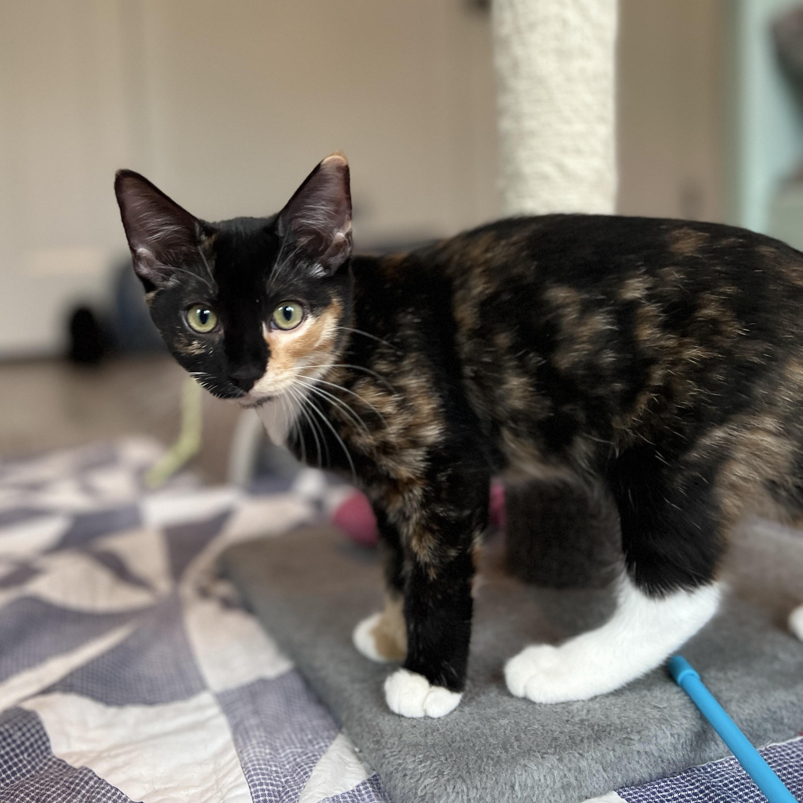 Tori, Adoptable, Kitten Female Domestic Medium Hair.