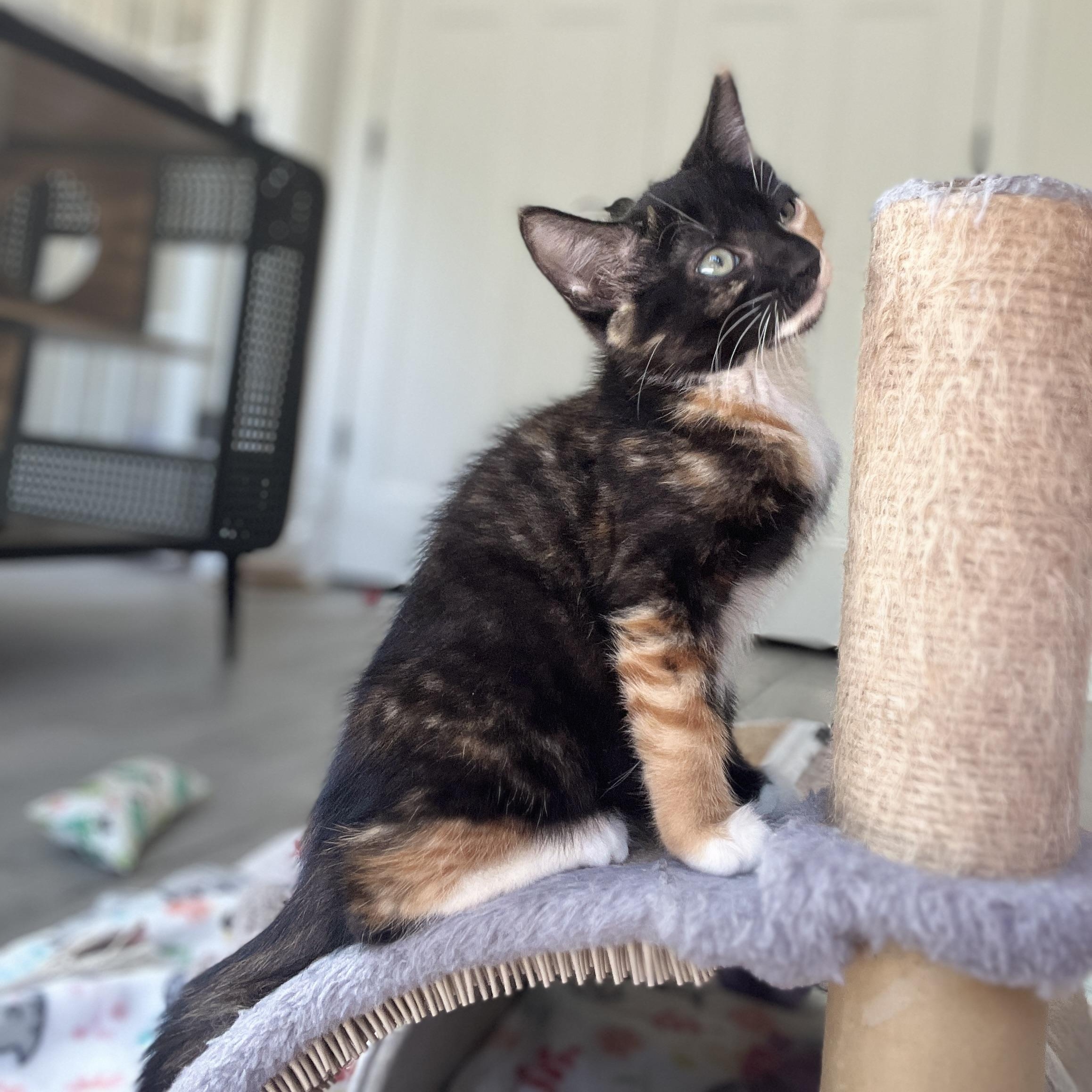 Enlarge Tori, a Adoptable Domestic Medium Hair in New Bern, NC image 3/6