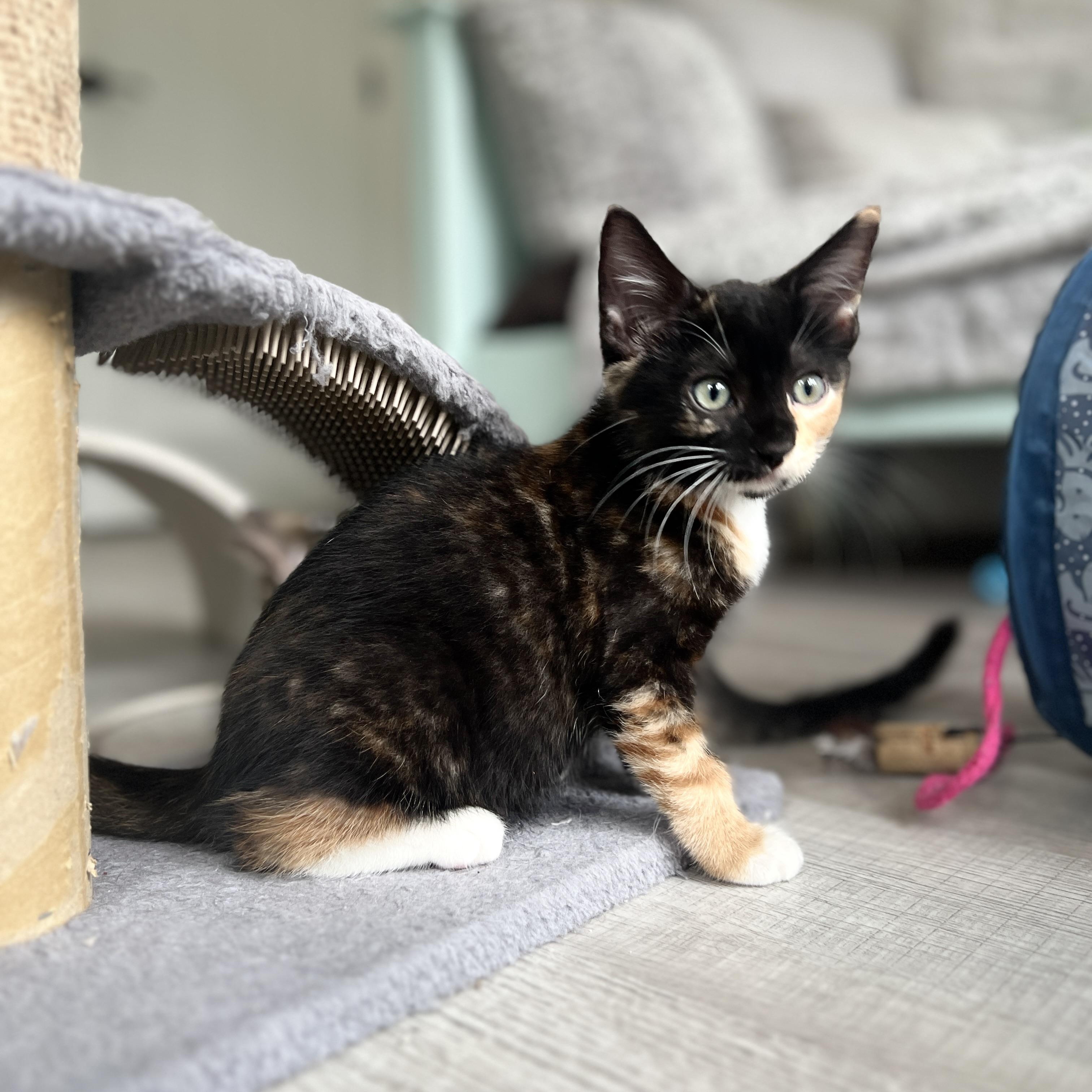 Enlarge Tori, a Adoptable Domestic Medium Hair in New Bern, NC image 5/6