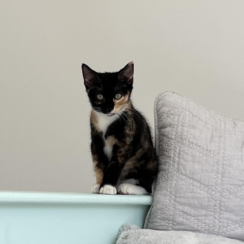 Enlarge Tori, a Adoptable Domestic Medium Hair in New Bern, NC image 3/6