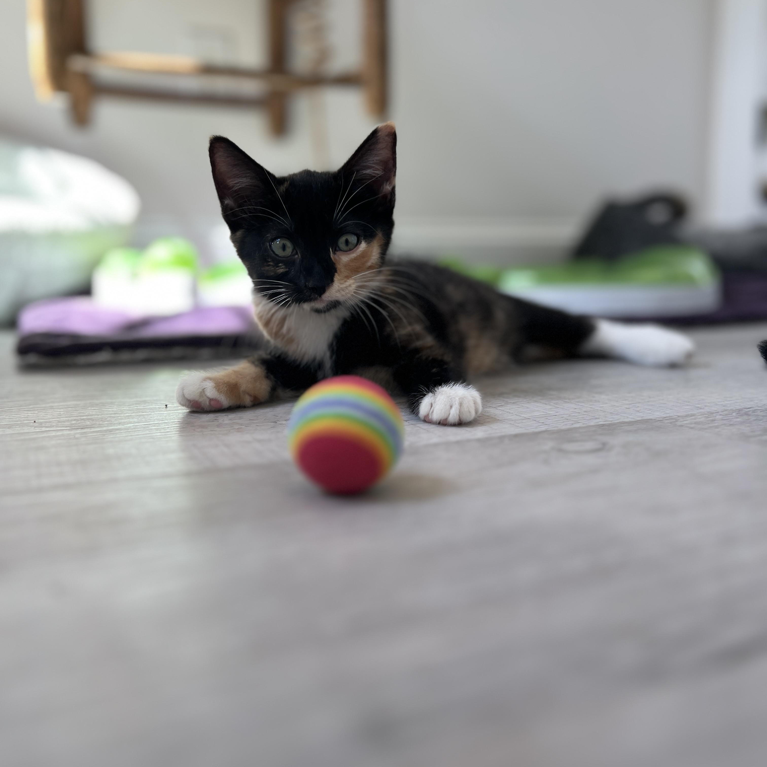 Enlarge Tori, a Adoptable Domestic Medium Hair in New Bern, NC image 4/6