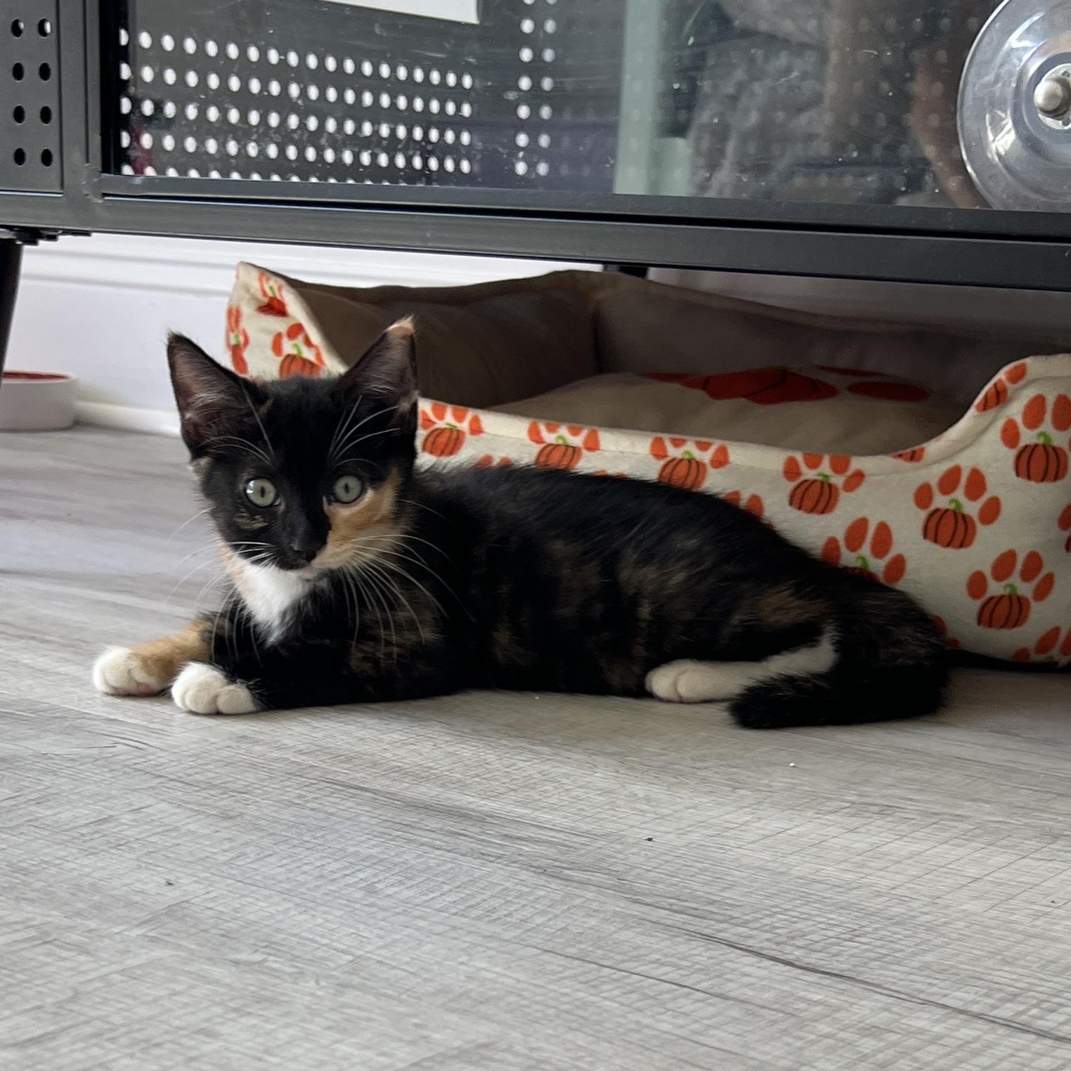 Enlarge Tori, a Adoptable Domestic Medium Hair in New Bern, NC image 6/6