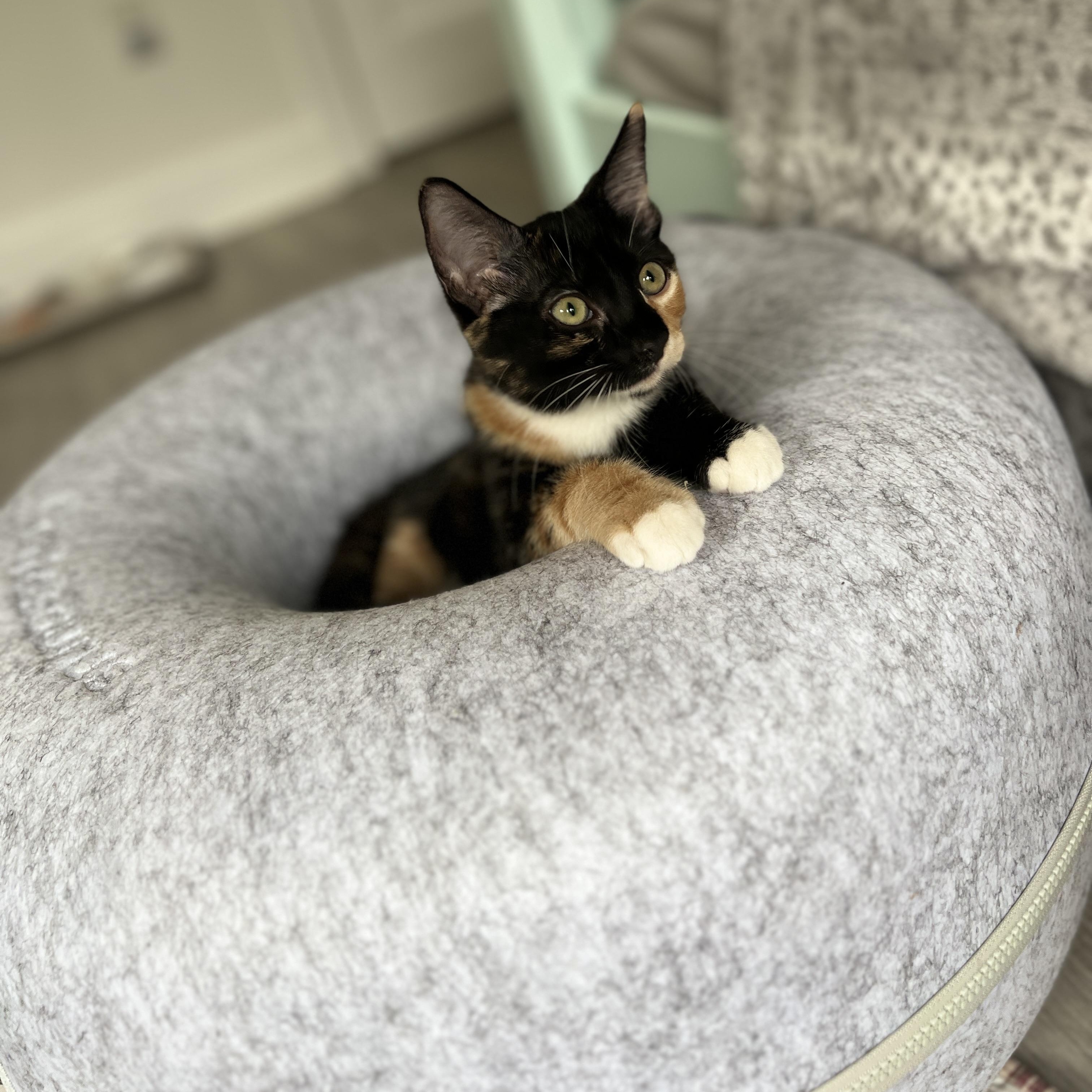 Enlarge Tori, a Adoptable Domestic Medium Hair in New Bern, NC image 6/6