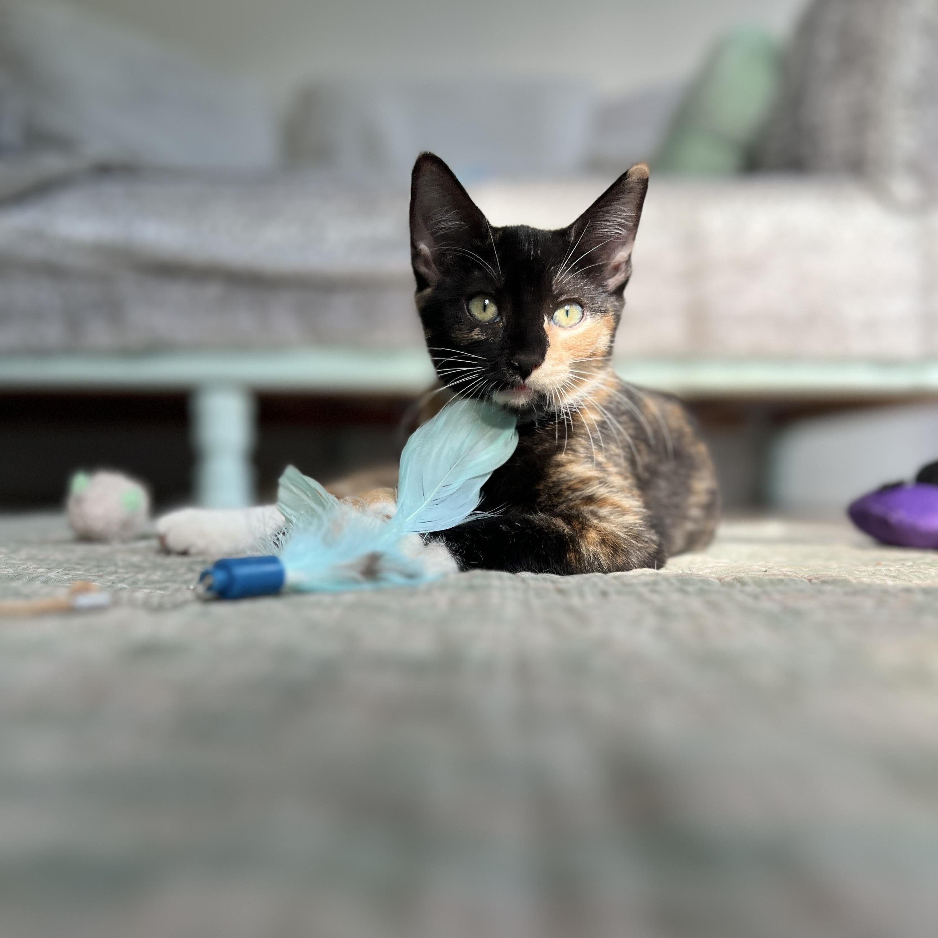 Enlarge Tori, a Adoptable Domestic Medium Hair in New Bern, NC image 4/6