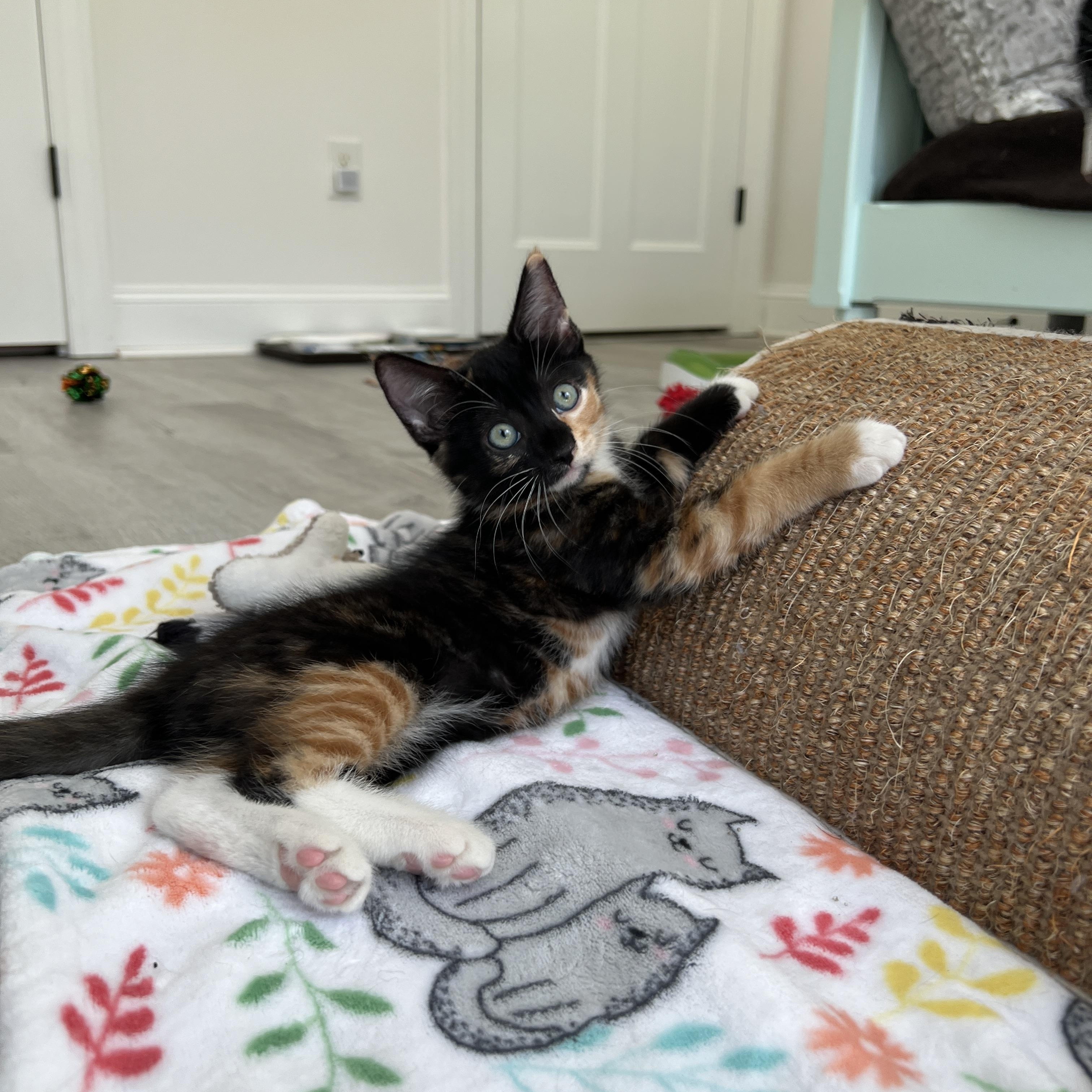 Enlarge Tori, a Adoptable Domestic Medium Hair in New Bern, NC image 2/6