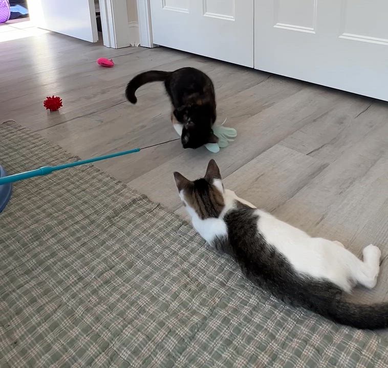 Enlarge Tori, a Adoptable Domestic Medium Hair in New Bern, NC video 5/6
