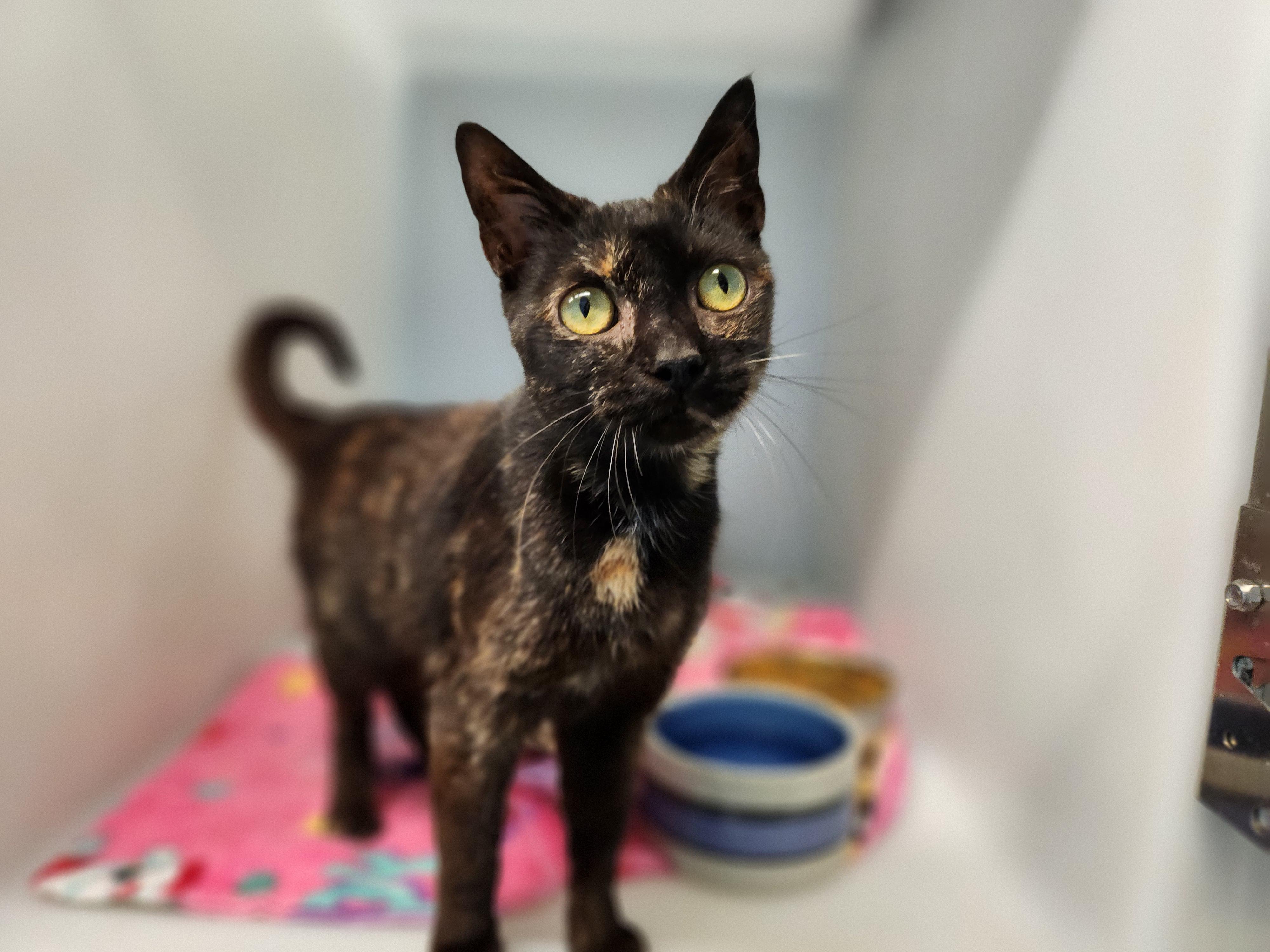 Nyx, ADOPTABLE, Adult Female Domestic Short Hair.
