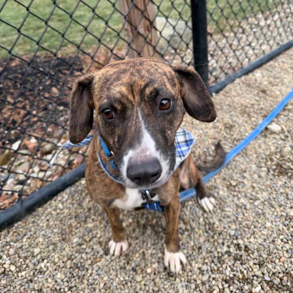 Bailey, Adoptable, Adult Female Beagle & Mixed Breed.