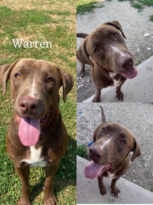 Warren, a Adoptable mixed breed in St. Anne, IL image 1/2
