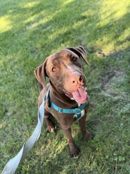 Enlarge Warren, a Adoptable mixed breed in St. Anne, IL image 3/4