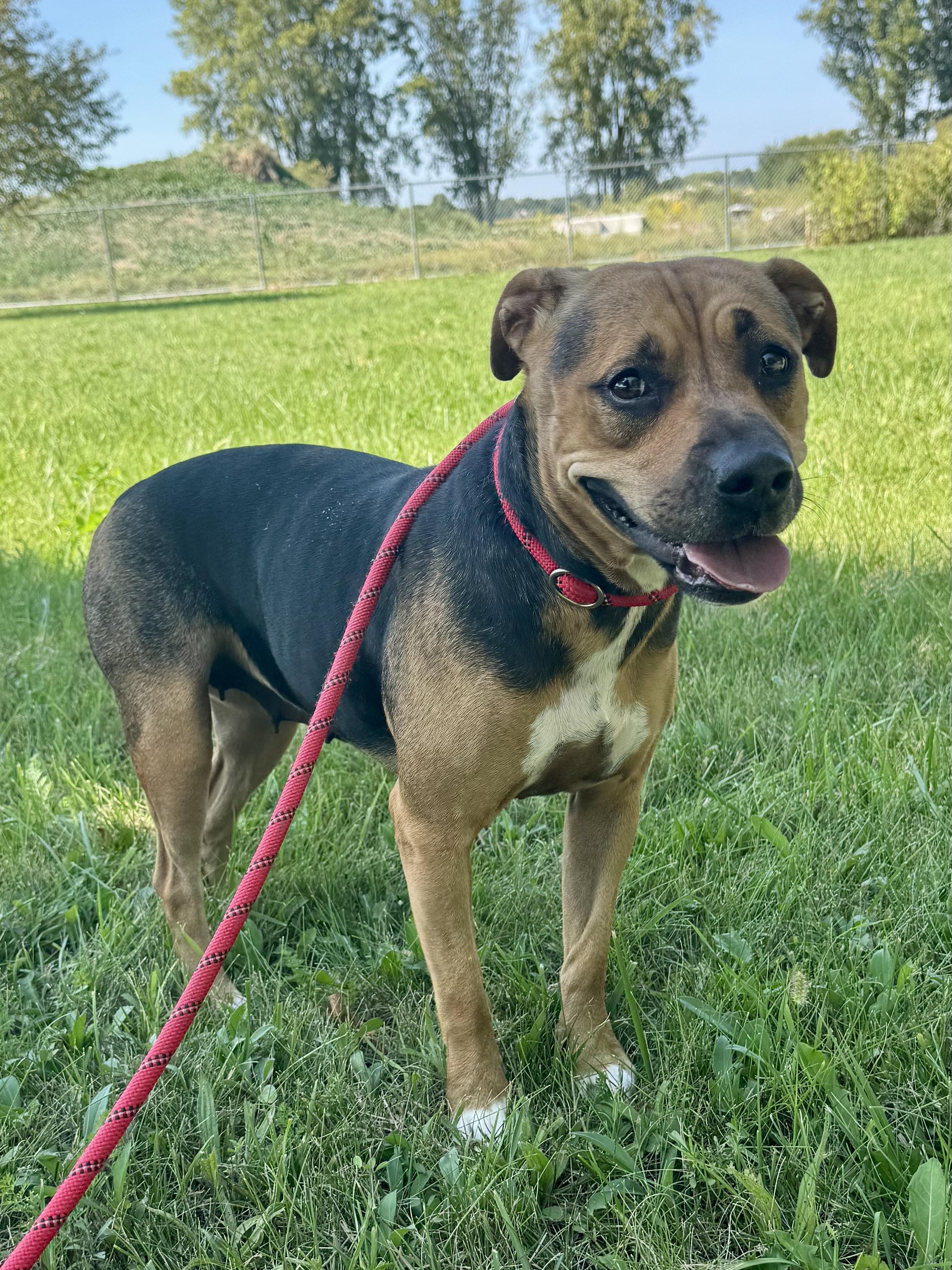 Enlarge Joyce, a Adoptable mixed breed in St. Joseph, MI image 1/1