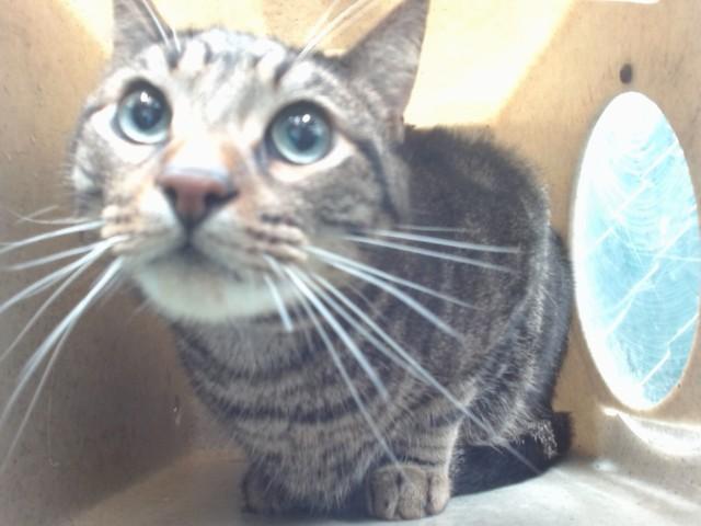 NICO, Adoptable, Adult Male Domestic Short Hair.