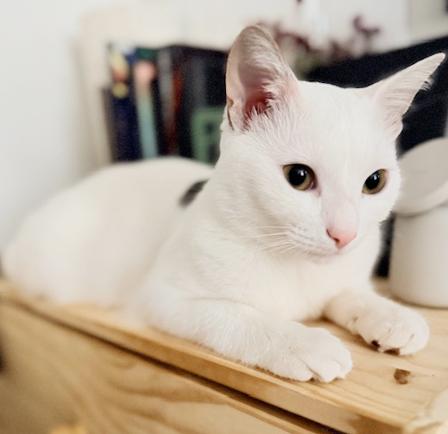 Biscotti is a LOVER and delicious in every way! Video of this cutie!!, an adopted mixed breed in Bedford Hills, NY image 6/6