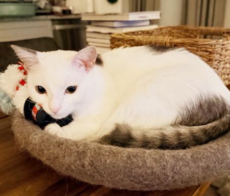 Biscotti is a LOVER and delicious in every way! Video of this cutie!!, an adopted mixed breed in Bedford Hills, NY image 2/6