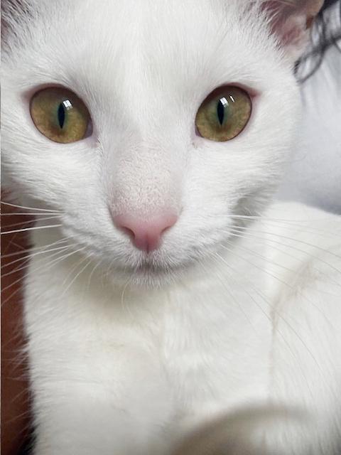 Biscotti is a LOVER and delicious in every way! Video of this cutie!!, an adopted mixed breed in Bedford Hills, NY image 4/6