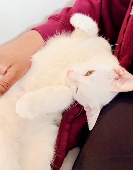 Biscotti is a LOVER and delicious in every way! Video of this cutie!!, an adopted mixed breed in Bedford Hills, NY image 5/6