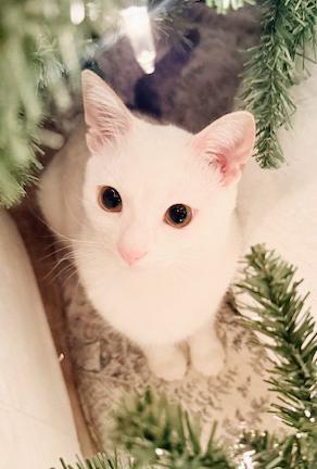 Biscotti is a LOVER and delicious in every way! Video of this cutie!!, an adopted mixed breed in Bedford Hills, NY image 1/6