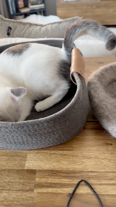 Enlarge Biscotti is a LOVER and delicious in every way!  Video of this cutie!!, an adopted mixed breed in Bedford Hills, NY video 3/6