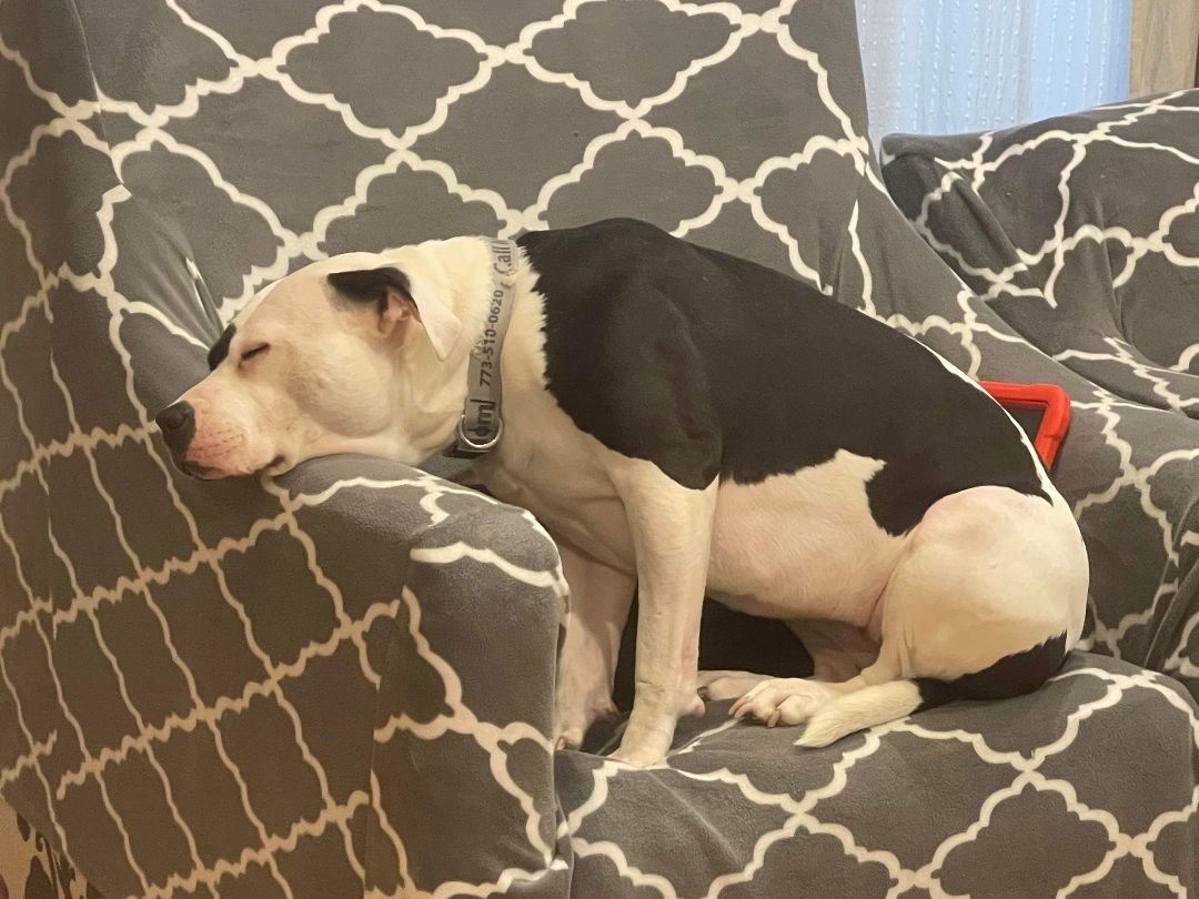 Brooke, Adoptable, Young Female American Staffordshire Terrier & Pit Bull Terrier.