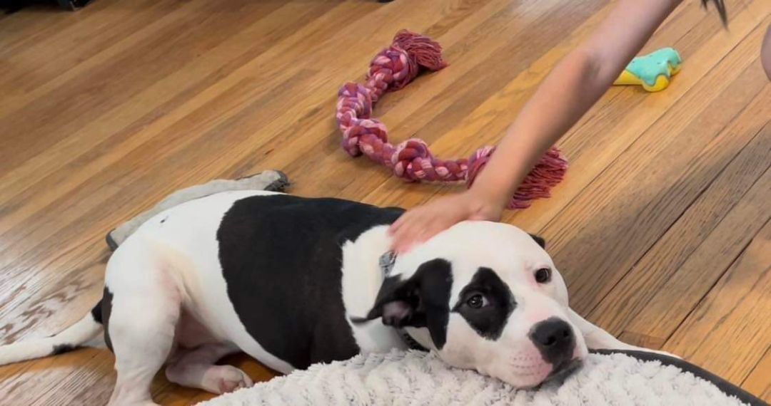 Brooke, a Adoptable mixed breed image 2/10