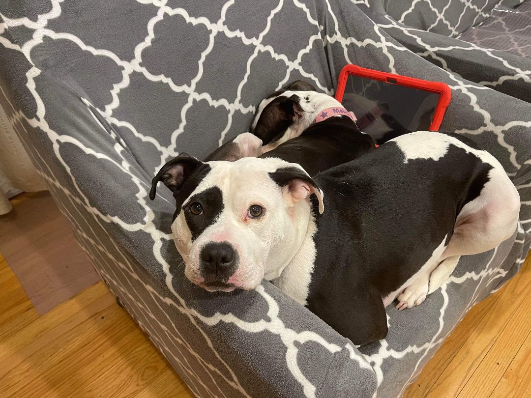 Brooke, a Adoptable mixed breed image 3/10