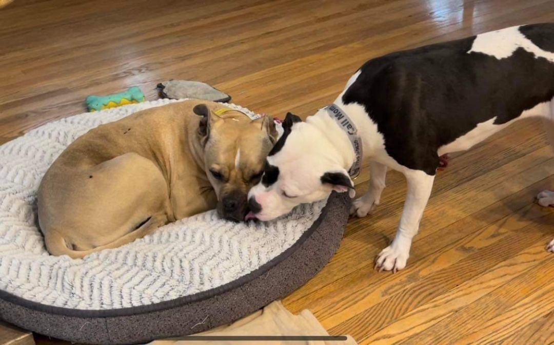 Brooke, a Adoptable mixed breed image 4/10