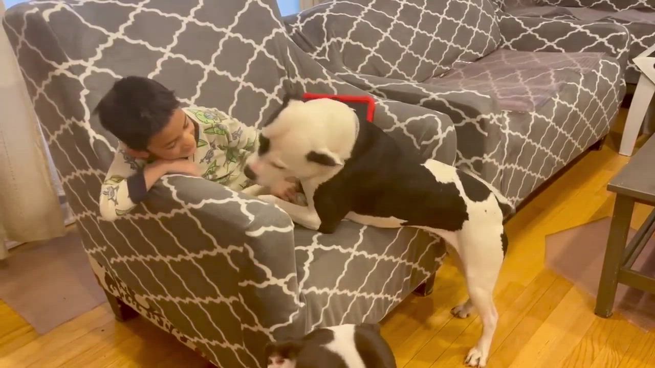 Enlarge Brooke, a Adoptable mixed breed video 10/10