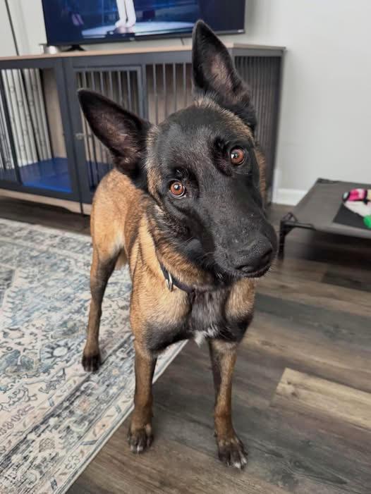 Enlarge Zara, an adopted Belgian Shepherd / Malinois in Euclid, OH image 2/2