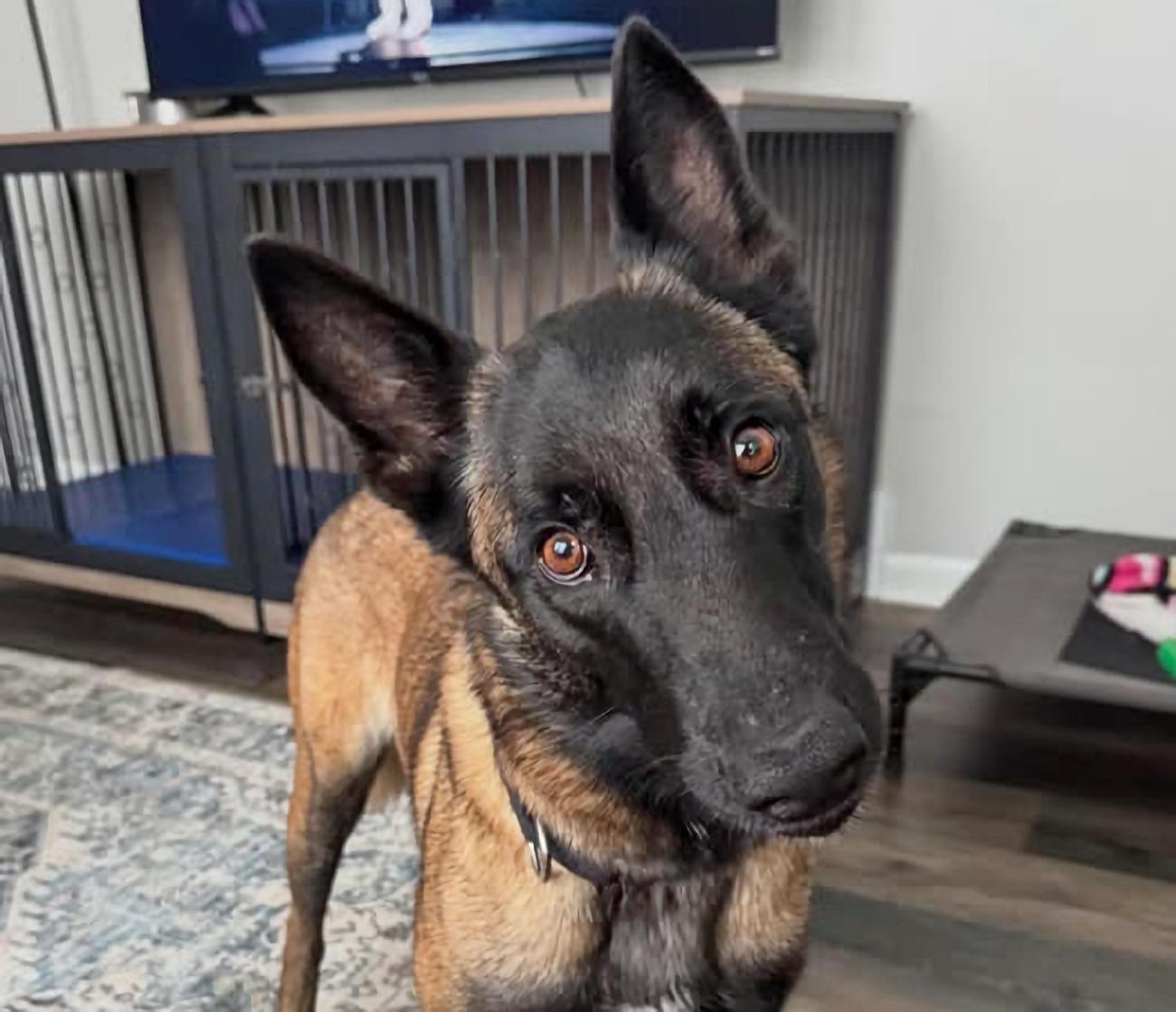 Enlarge Zara, an adopted Belgian Shepherd / Malinois in Euclid, OH image 1/2