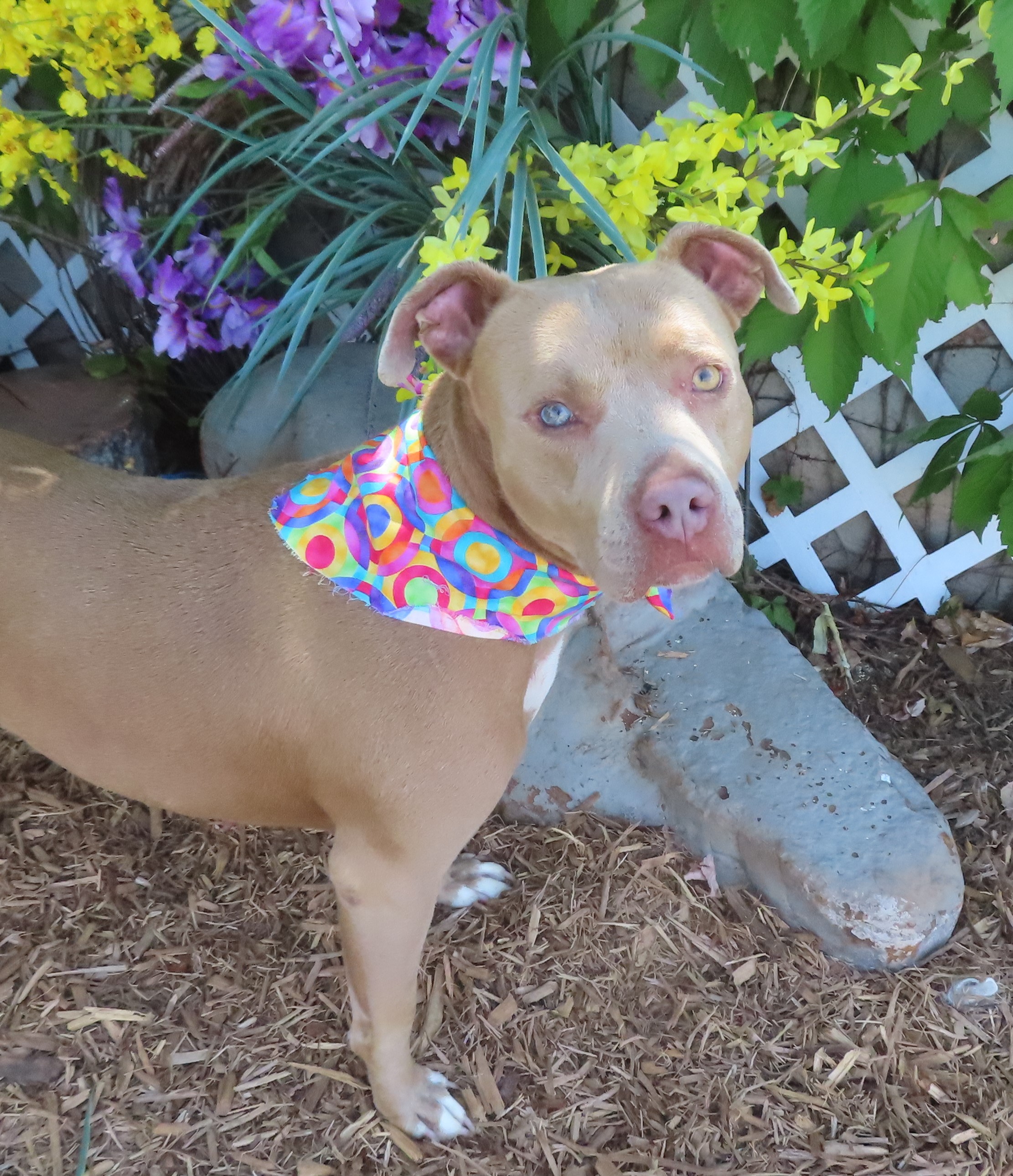 SKITTLES 436420, an adopted Pit Bull Terrier in Oklahoma City, OK_image-1