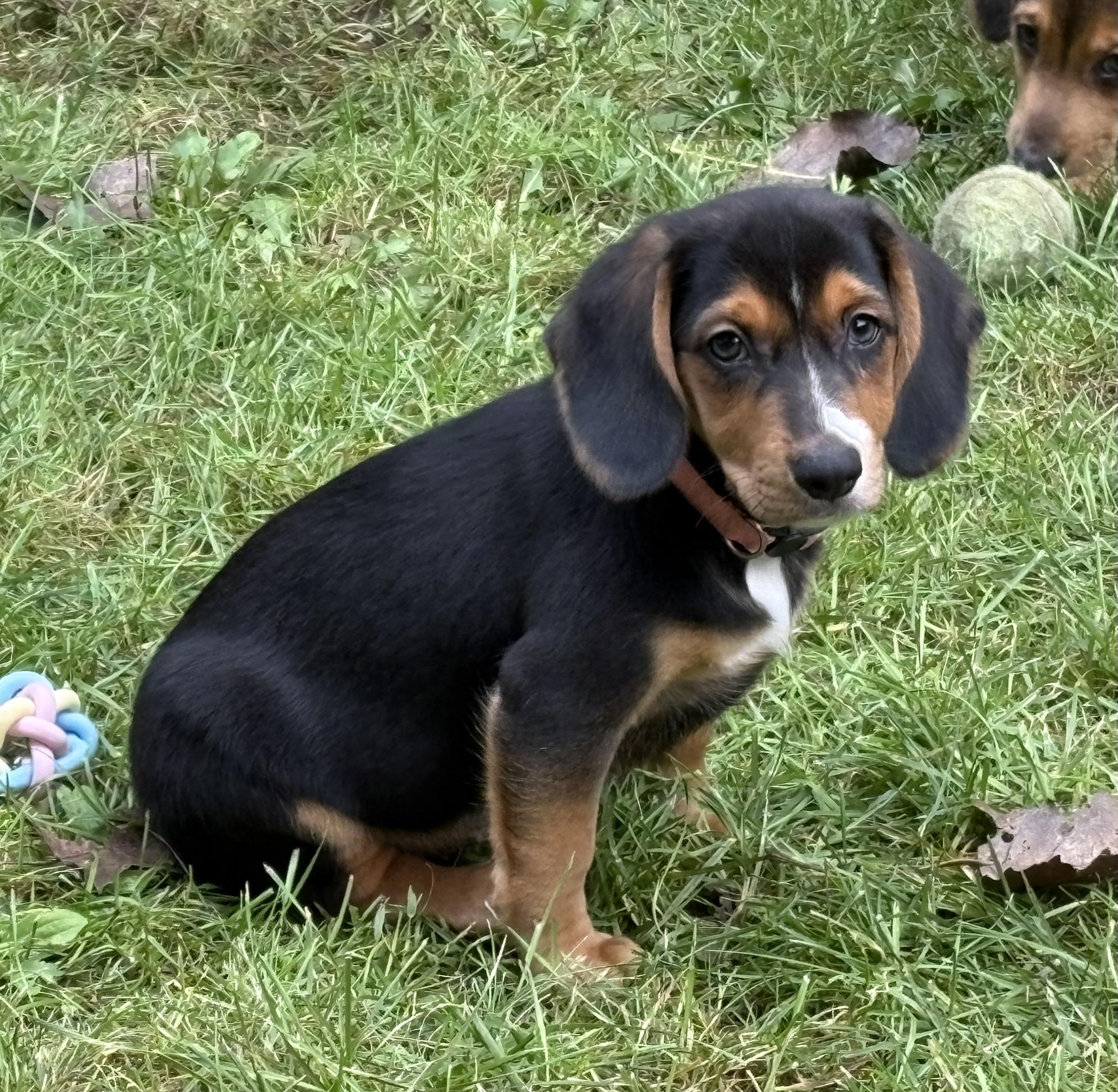 Enlarge Olive, a Adoptable mixed breed in Toledo, OH image 4/6