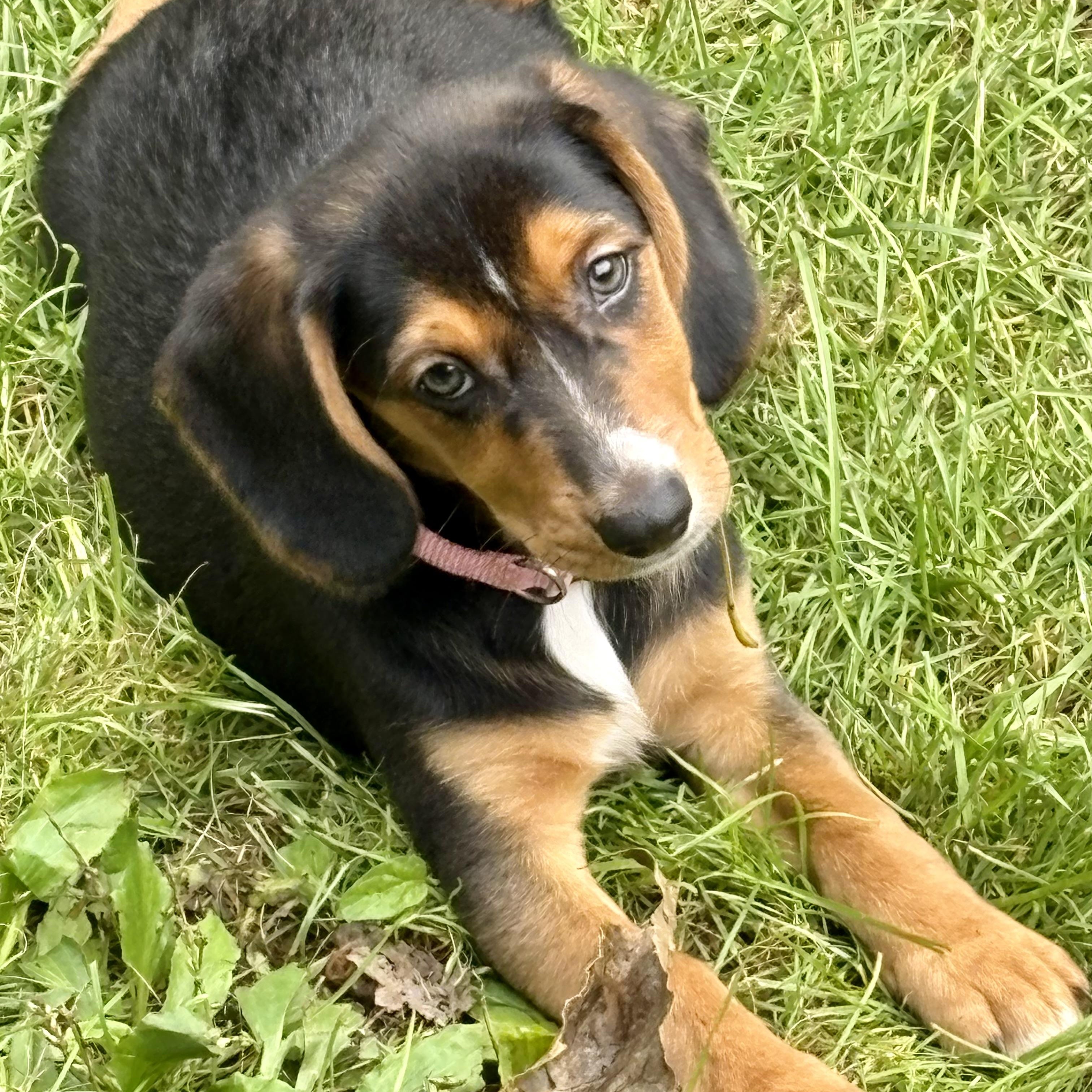 Enlarge Olive, a Adoptable mixed breed in Toledo, OH image 5/6