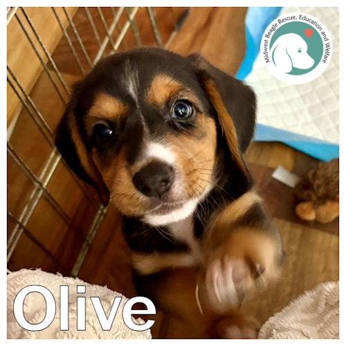 Enlarge Olive, a Adoptable mixed breed in Toledo, OH image 1/6