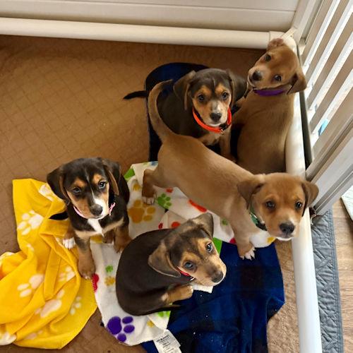 Enlarge Olive, a Adoptable mixed breed in Toledo, OH image 2/6