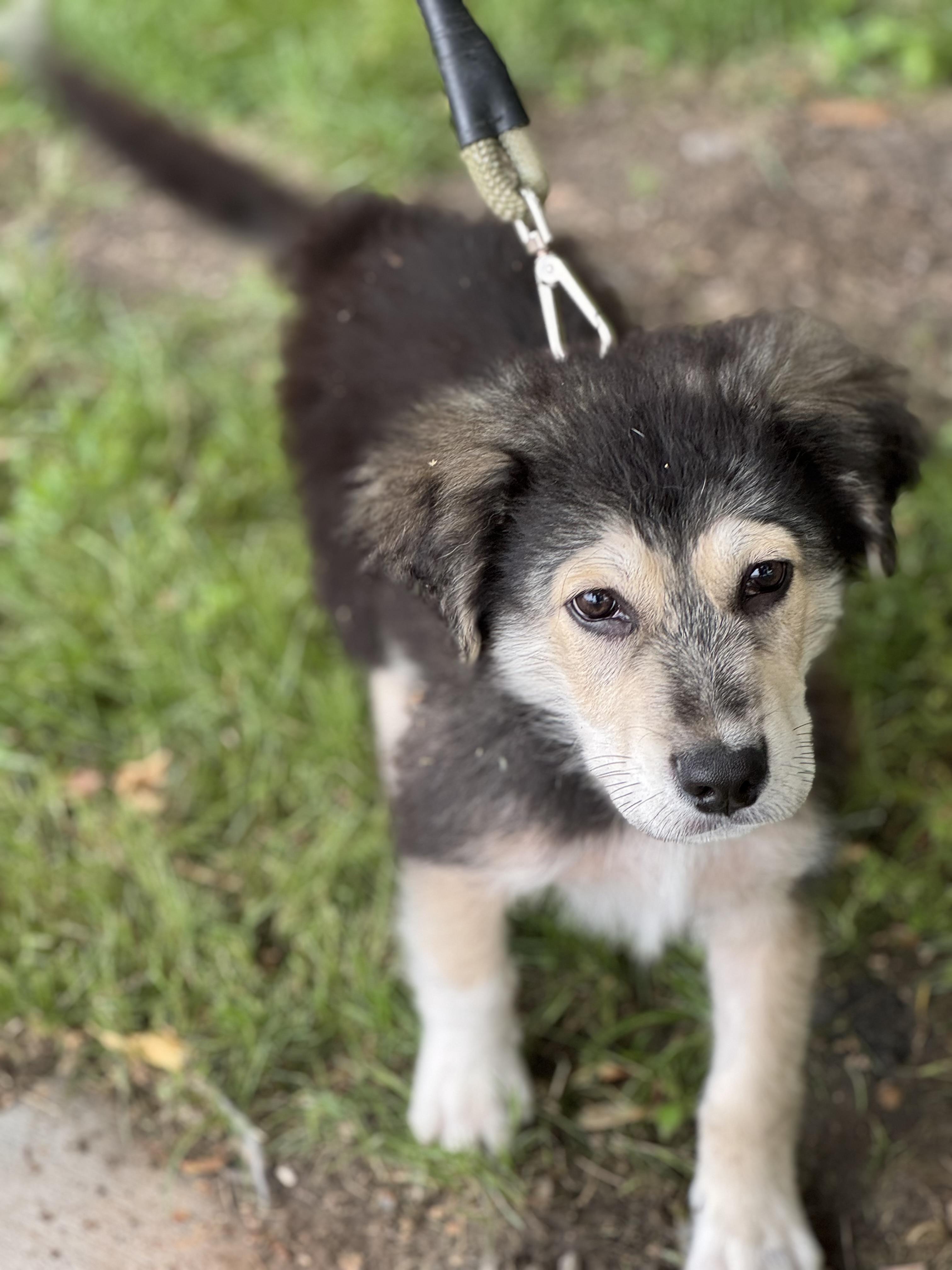 Enlarge Lincoln, a Adopted mixed breed in Crookston, MN image 4/6