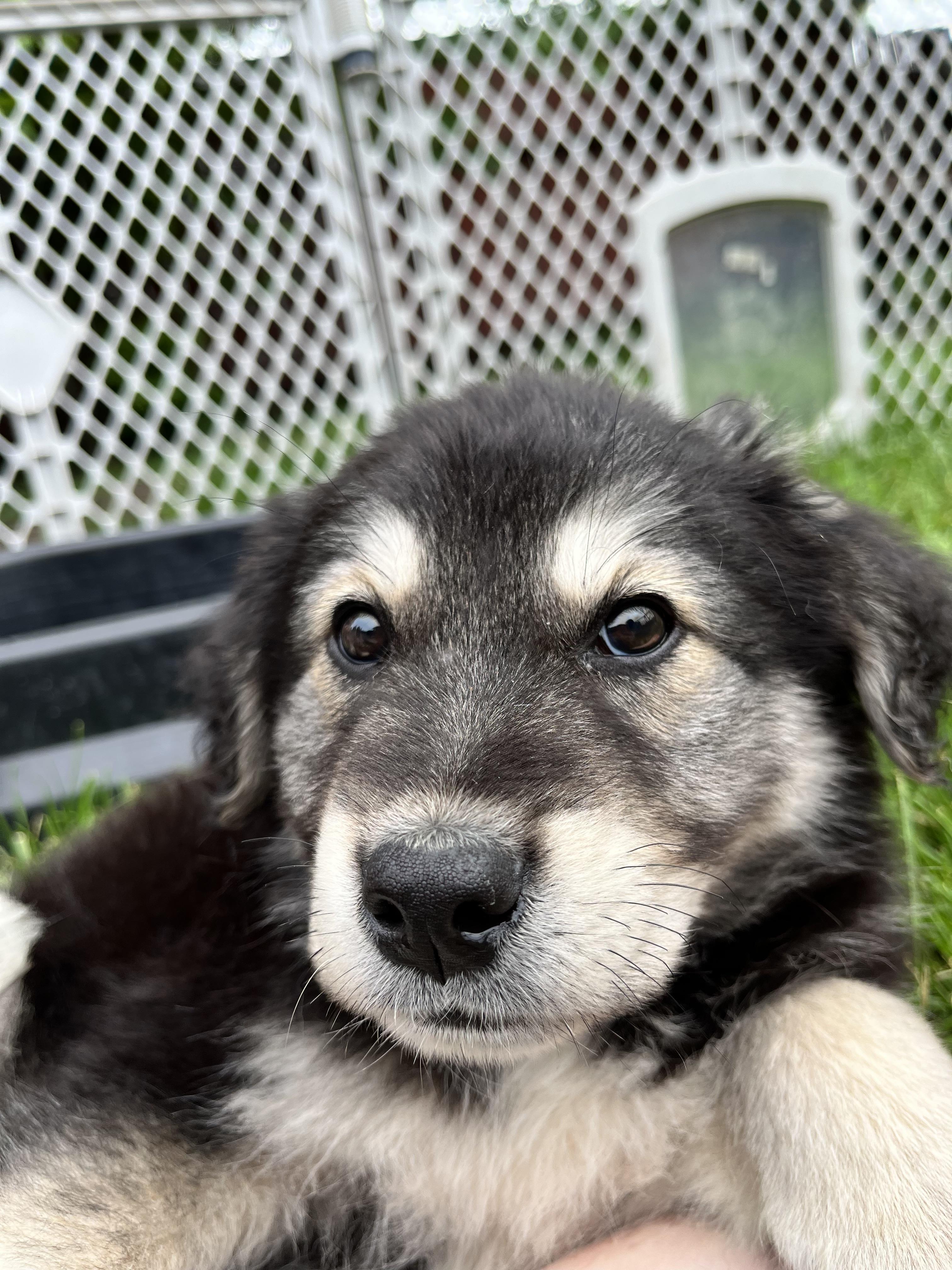 Enlarge Lincoln, a Adopted mixed breed in Crookston, MN image 5/6