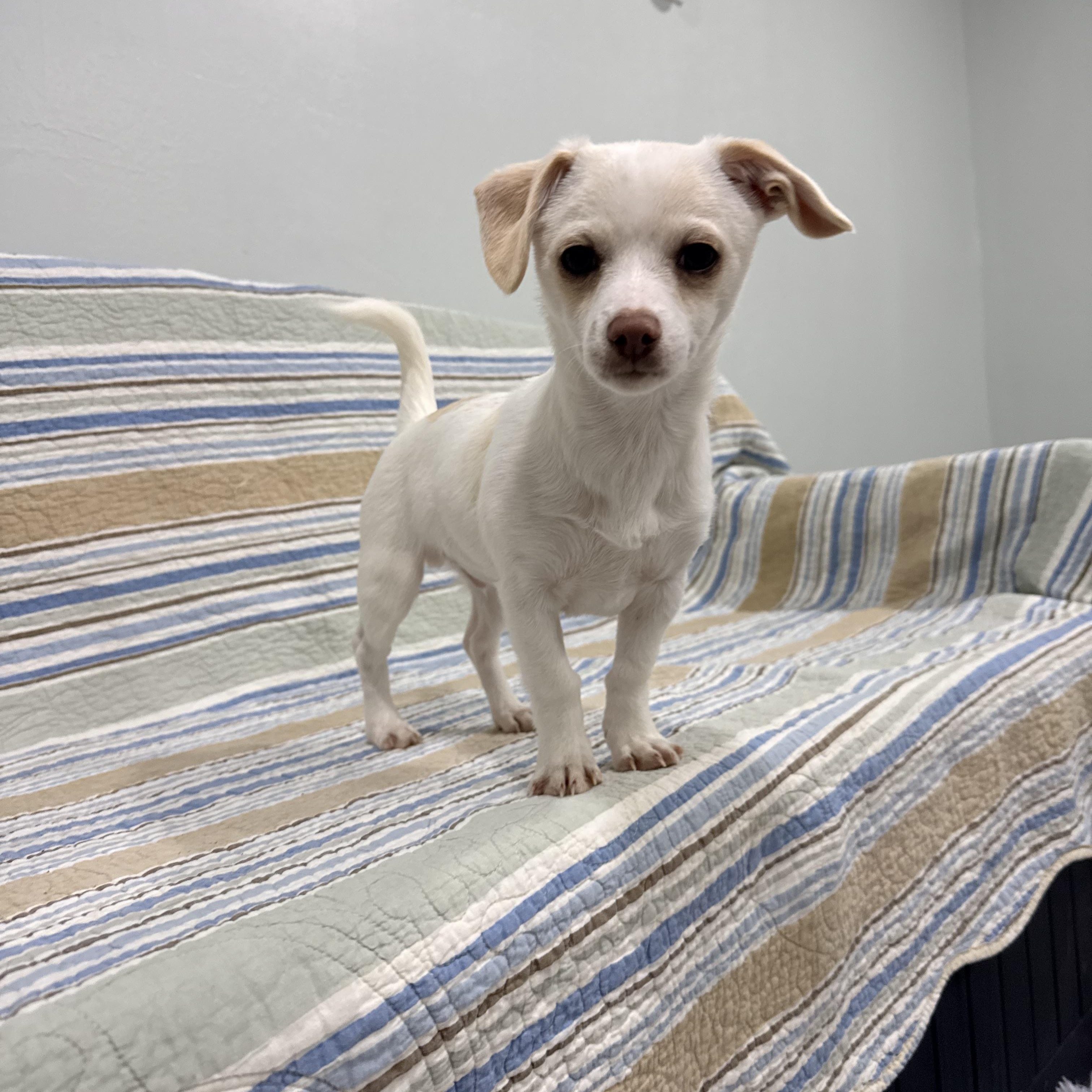 Oden, an adopted mixed breed in Copiague, NY image 4/4