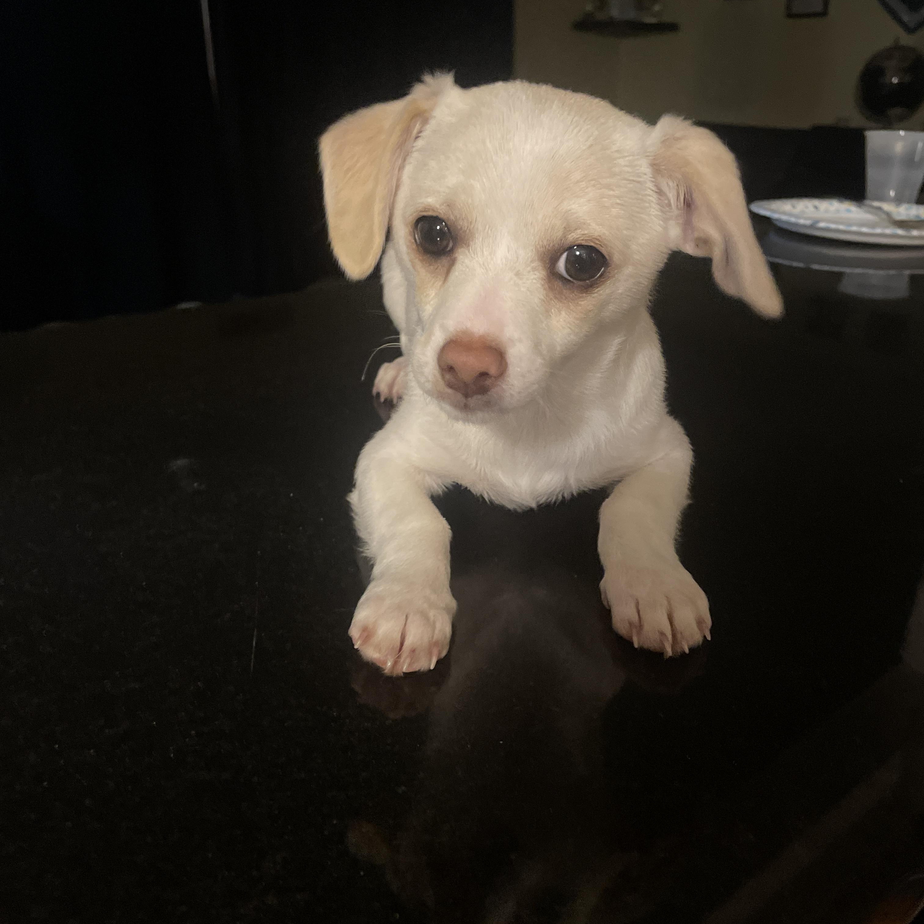 Oden, an adopted mixed breed in Copiague, NY image 2/4